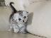 PoulaTo: munchkin